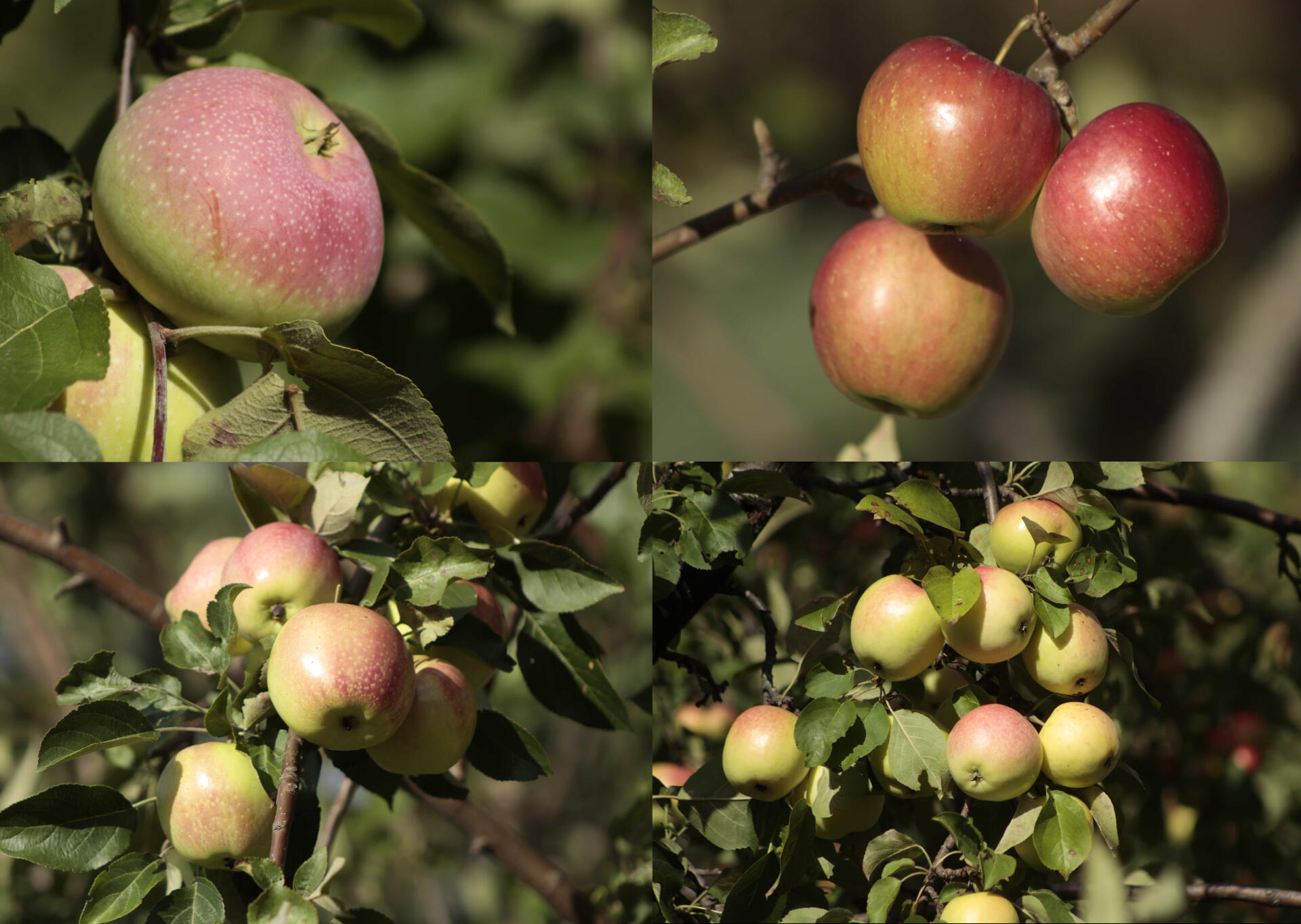 Some of our varieties